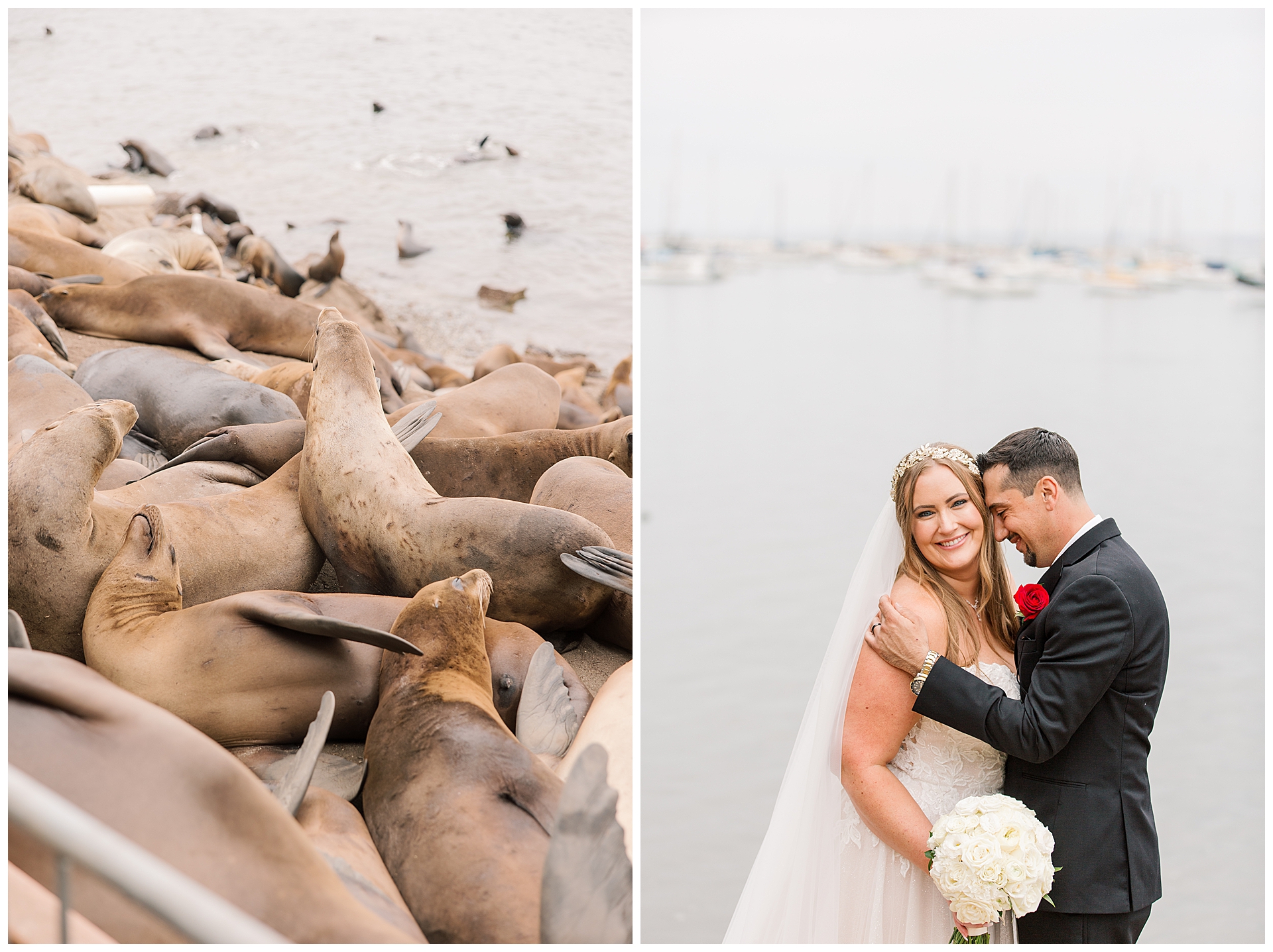 Couples portraits down at the Monterey cliffside and the sea lions on the beach. 